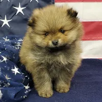 Jax, a male Pomeranian for sale in Marionville, MO – 3 of 9