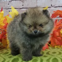 Fajita, a male Pomeranian for sale in Marionville, MO – 5 of 10