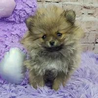 Whitney, a female Pomeranian for sale in Marionville, MO – 9 of 10
