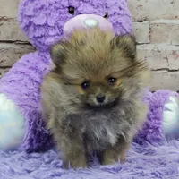 Whitney, a female Pomeranian for sale in Marionville, MO – 8 of 10