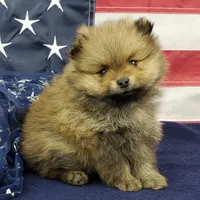 Jax, a male Pomeranian for sale in Marionville, MO – 8 of 9