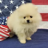 Wynette, a female Pomeranian for sale in Marionville, MO – 5 of 9
