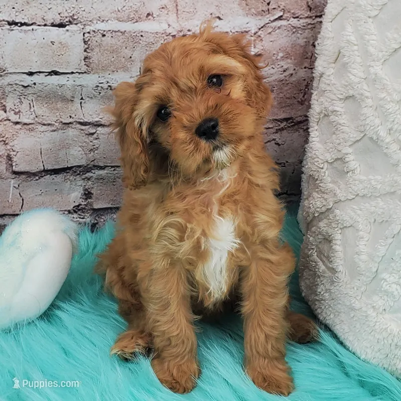 Shay – Cavapoo puppy for sale in Marionville, MO