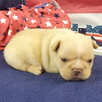 Kenzie, a female French Bulldog for sale in Marionville, MO – 2 of 5