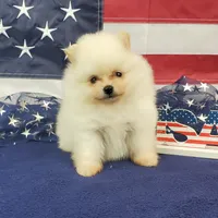 Nash, a male Pomeranian for sale in Marionville, MO – 8 of 8