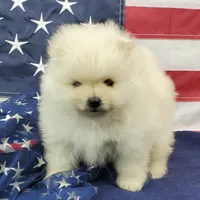 Juliette, a female Pomeranian for sale in Marionville, MO – 1 of 7
