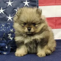 Jolee, a female Pomeranian for sale in Marionville, MO – 3 of 10