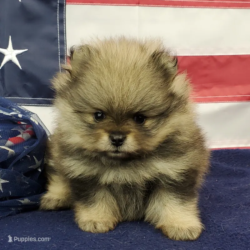Jolee – Pomeranian puppy for sale in Marionville, MO