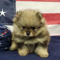 Jolee, a female Pomeranian for sale in Marionville, MO – 1 of 10