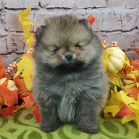 Fajita, a male Pomeranian for sale in Marionville, MO – 2 of 10
