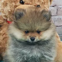 Jax, a male Pomeranian for sale in Marionville, MO – 2 of 6
