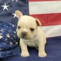 Keoki, a male French Bulldog for sale in Marionville, MO – 3 of 10