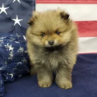 Jax, a male Pomeranian for sale in Marionville, MO – 2 of 9