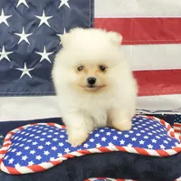 Nugget, a male Pomeranian for sale in Marionville, MO – 5 of 9
