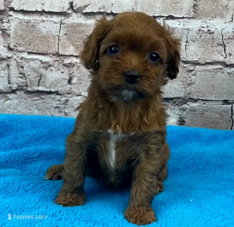 Suki – Cavapoo puppy for sale in Marionville, MO