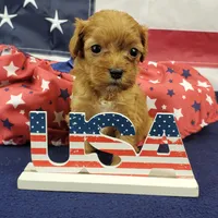 Shay, a female Cavapoo for sale in Marionville, MO – 4 of 6