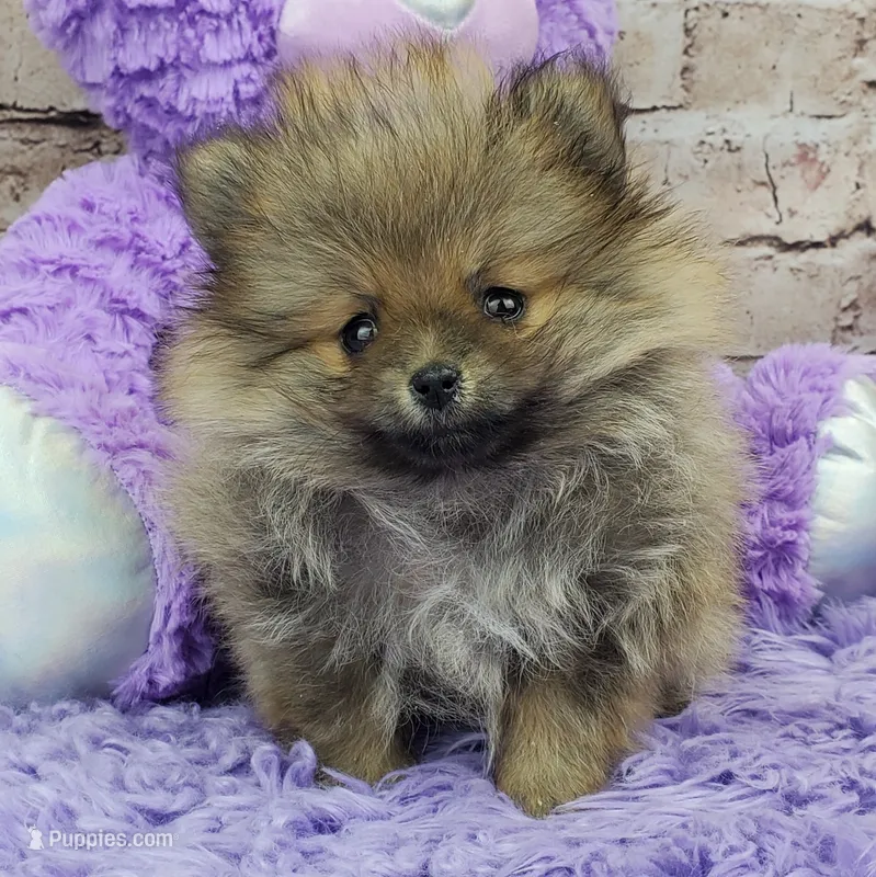 Whitney – Pomeranian puppy for sale in Marionville, MO