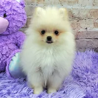 Pixie, a female Pomeranian for sale in Marionville, MO – 5 of 9