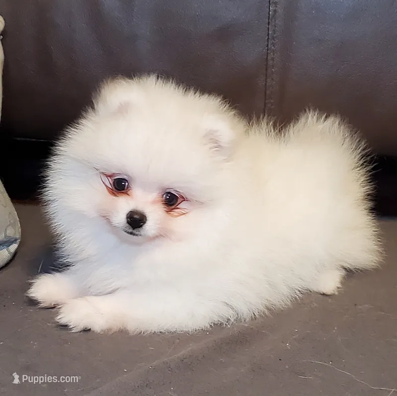 Nugget – Pomeranian puppy for sale in Marionville, MO