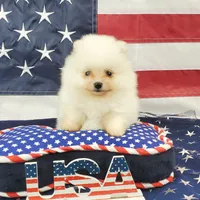Nugget, a male Pomeranian for sale in Marionville, MO – 3 of 9