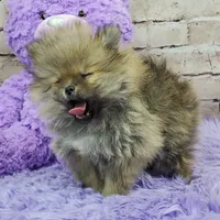 Whitney, a female Pomeranian for sale in Marionville, MO – 2 of 10