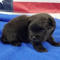 Nash, a male Pomeranian for sale in Marionville, MO – 4 of 5