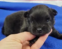 Nash, a male Pomeranian for sale in Marionville, MO – 2 of 5