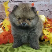Fajita, a male Pomeranian for sale in Marionville, MO – 9 of 10