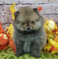 Fajita, a male Pomeranian for sale in Marionville, MO – 8 of 10