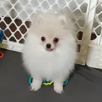 Pixie, a female Pomeranian for sale in Marionville, MO – 2 of 9