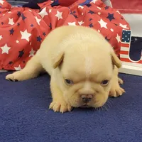 Kenzie, a female French Bulldog for sale in Marionville, MO – 5 of 5