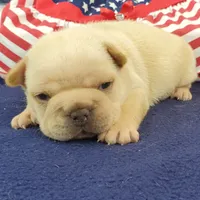 Keira, a female French Bulldog for sale in Marionville, MO – 7 of 7