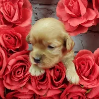 processed/bd4691bc-5f8d-46a7-8260-7a95cec7c7f4/listing/8ecc811a-ab2c-44d2-a749-01b69837a0db/00ae5090-a95b-4ca6-938e-0b6840bfbe57