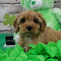 Skippy, a male Cavapoo for sale in Marionville, MO – Photo 2 of 5