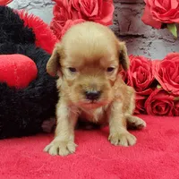 processed/bd4691bc-5f8d-46a7-8260-7a95cec7c7f4/listing/8ecc811a-ab2c-44d2-a749-01b69837a0db/3eb0fb72-9b59-4275-b5cb-29ca9239c632