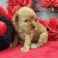 processed/bd4691bc-5f8d-46a7-8260-7a95cec7c7f4/listing/8ecc811a-ab2c-44d2-a749-01b69837a0db/40162606-6da5-41f5-9852-a9522dc7f3e8