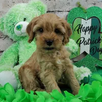 Skippy, a male Cavapoo for sale in Marionville, MO – Photo 4 of 5