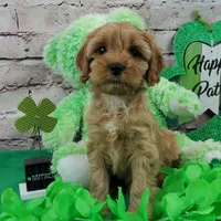 Skippy, a male Cavapoo for sale in Marionville, MO – Photo 5 of 5