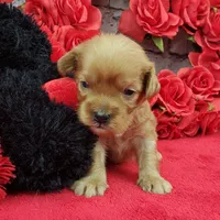 processed/bd4691bc-5f8d-46a7-8260-7a95cec7c7f4/listing/8ecc811a-ab2c-44d2-a749-01b69837a0db/6ac53ffb-c37a-4089-9c66-829aab2f0d41