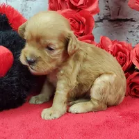 processed/bd4691bc-5f8d-46a7-8260-7a95cec7c7f4/listing/8ecc811a-ab2c-44d2-a749-01b69837a0db/bf3f0401-7105-49a4-ab10-5f78d5c128bd