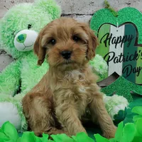 Skippy, a male Cavapoo for sale in Marionville, MO – Photo 3 of 5