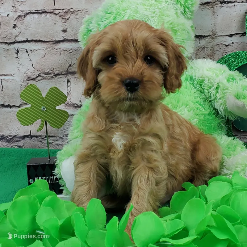 Skippy – Cavapoo puppy for sale in Marionville, MO