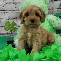 Skippy, a male Cavapoo for sale in Marionville, MO – Photo 1 of 5