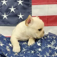 Keoki, a male French Bulldog for sale in Marionville, MO – 6 of 10