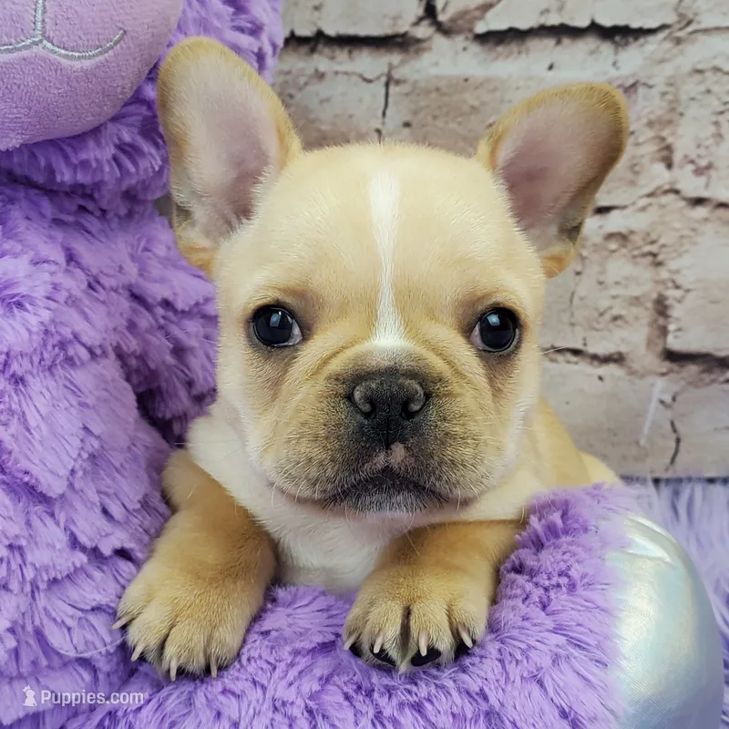 Kenzie – French Bulldog puppy for sale in Marionville, MO
