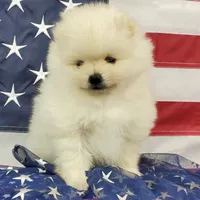 Juliette, a female Pomeranian for sale in Marionville, MO – 3 of 7