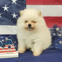 Nash, a male Pomeranian for sale in Marionville, MO – 7 of 8