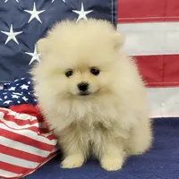 Wynette, a female Pomeranian for sale in Marionville, MO – 3 of 9