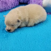 Wrangler, a male Pomeranian for sale in Marionville, MO – 2 of 4