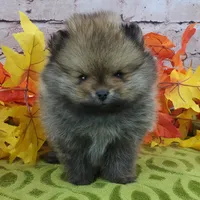 Fajita, a male Pomeranian for sale in Marionville, MO – 4 of 10